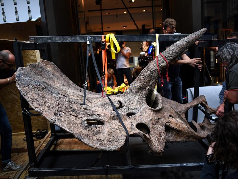 "Big John", the largest known triceratops, over 66 million years old and with an 8-metre long skeleton, is on display in Paris until 20 October, before an auction the following day at Hotel Drouot. 