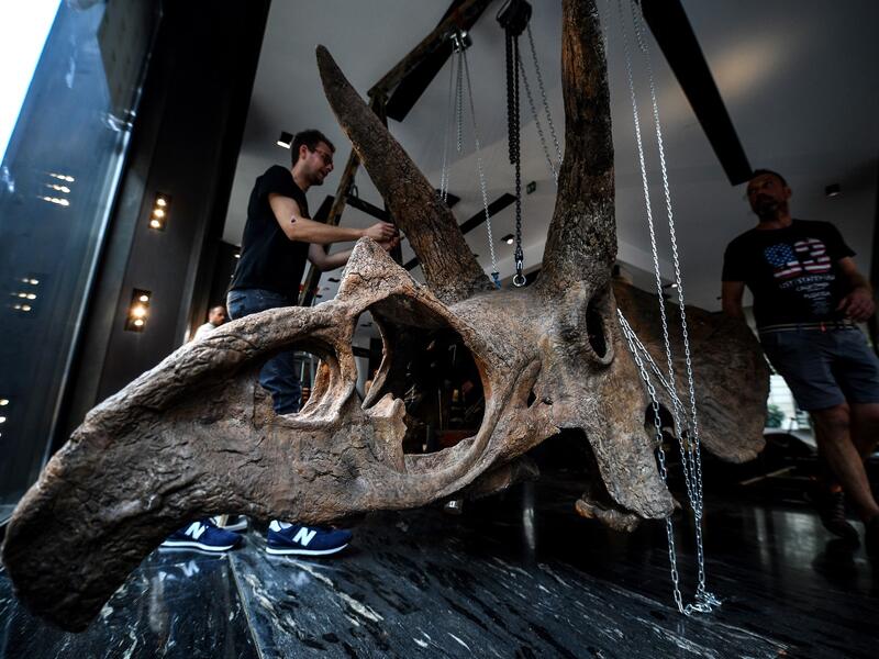 "Big John", the largest known triceratops, over 66 million years old and with an 8-metre long skeleton, is on display in Paris until 20 October, before an auction the following day at Hotel Drouot. 