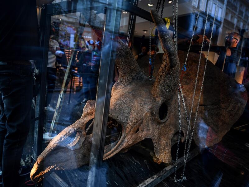 Workers hang the skull of a triceratops in a gallery where it is set to be exposed ahead of its auction sale at Drouot auction house in October, in Paris on August 31, 2021. 