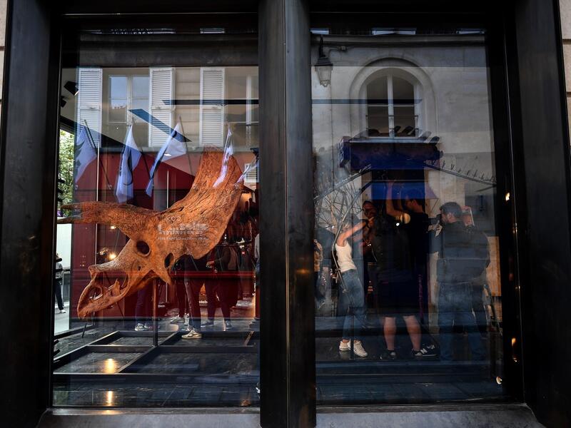 Workers hang the skull of a triceratops in a gallery where it is set to be exposed ahead of its auction sale at Drouot auction house in October, in Paris on August 31, 2021. 