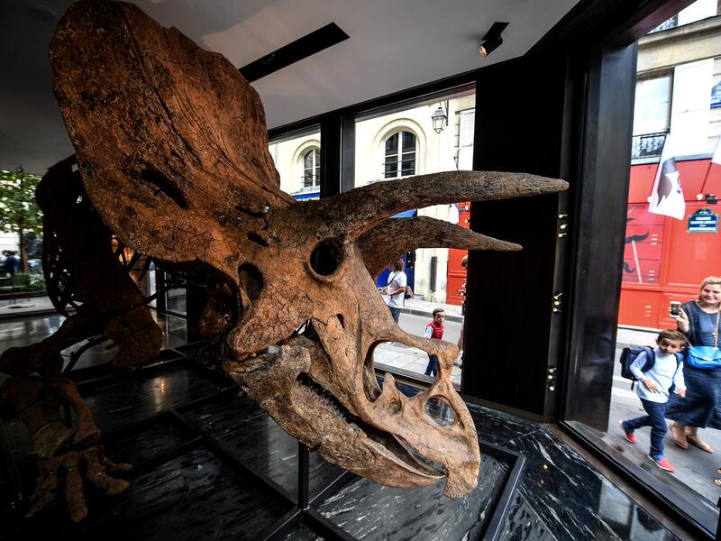 "Big John", the largest known triceratops, over 66 million years old and with an 8-metre long skeleton, is on display in Paris until 20 October, before an auction the following day at Hotel Drouot. 
