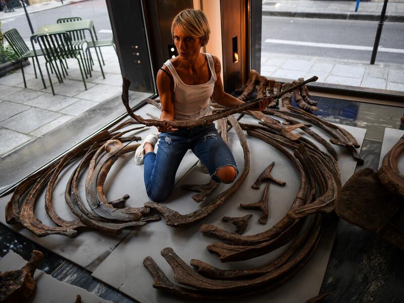 A worker sorts the ribs of a triceratops ahead of its assembling in a gallery where it is scheduled to be exposed ahead of its auction sale at Drouot auction house in October. 