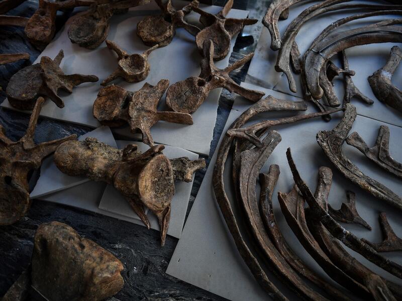 "Big John", the largest known triceratops, over 66 million years old and with an 8-metre long skeleton, is on display in Paris until 20 October, before an auction the following day at Hotel Drouot. 