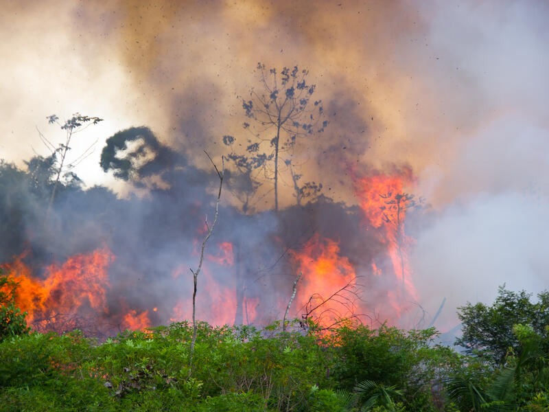 Save the Amazon