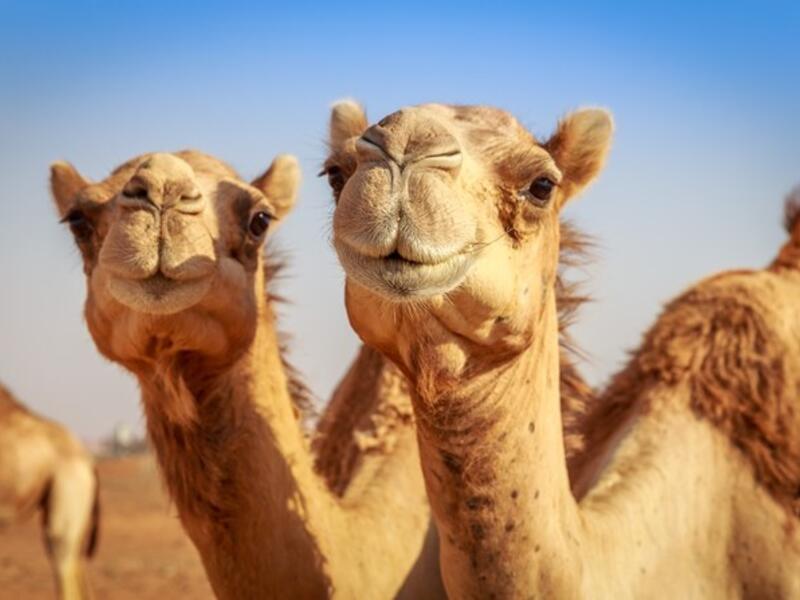 تعبيرية 