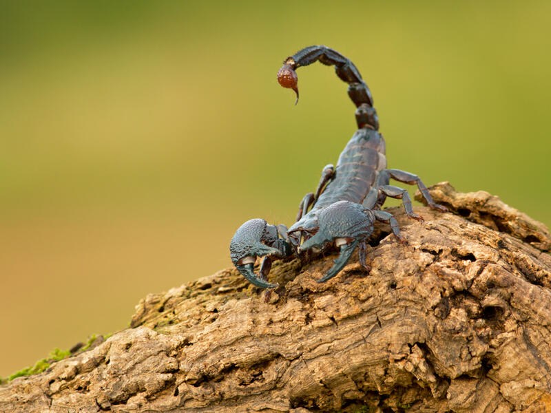 Deadly Scorpions kill three people in Egypt's Aswan