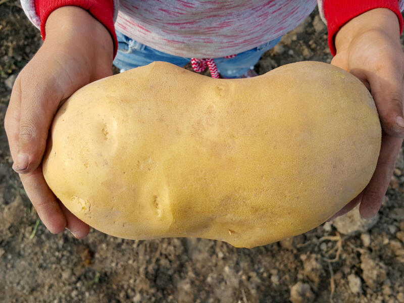 New Zealand couple are waiting to hear if a mammoth potato
