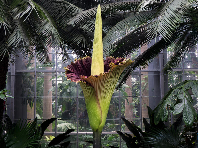 Rare (and smelly) corpse flower blooms in San Diego for 1st time in years