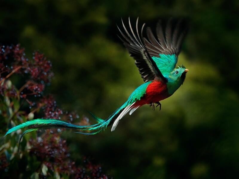 2 rare bird species found in Aqaba Bird Observatory