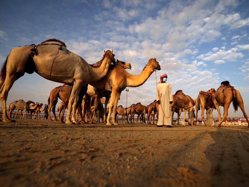 Mazayin Dhafra Camel Festival