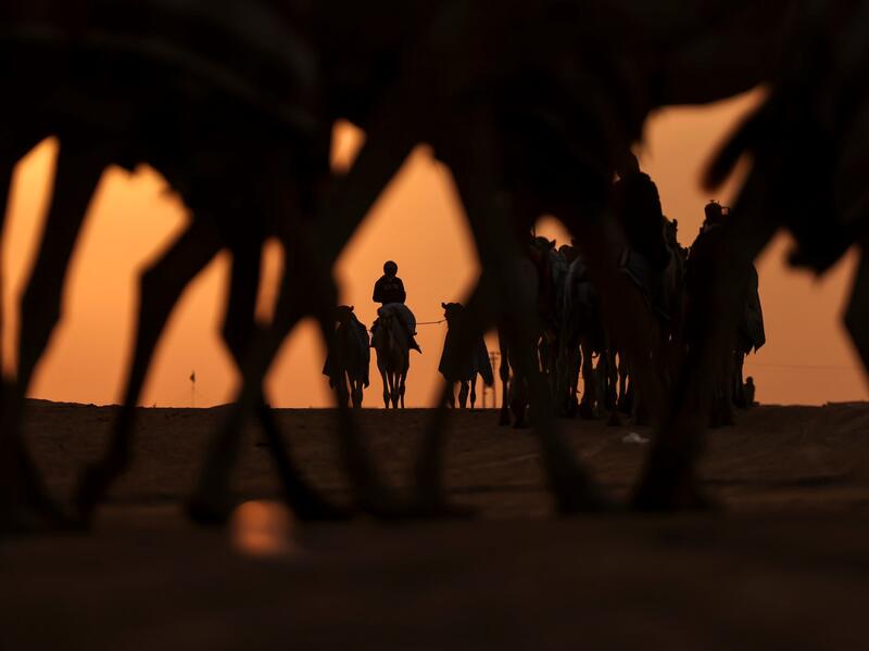 Mazayin Dhafra Camel Festival