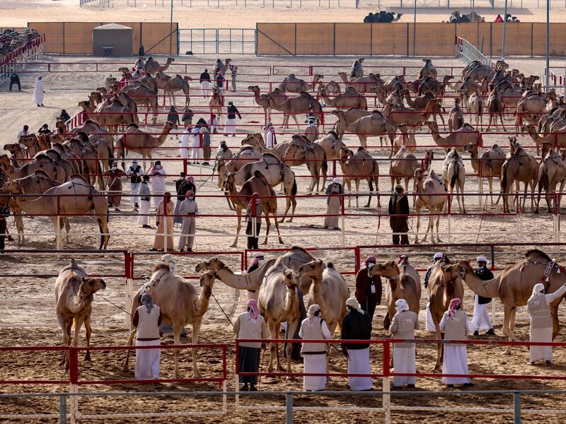 Mazayin Dhafra Camel Festival