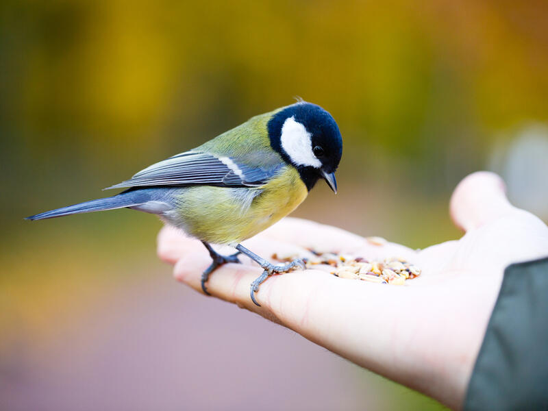 feeding birds