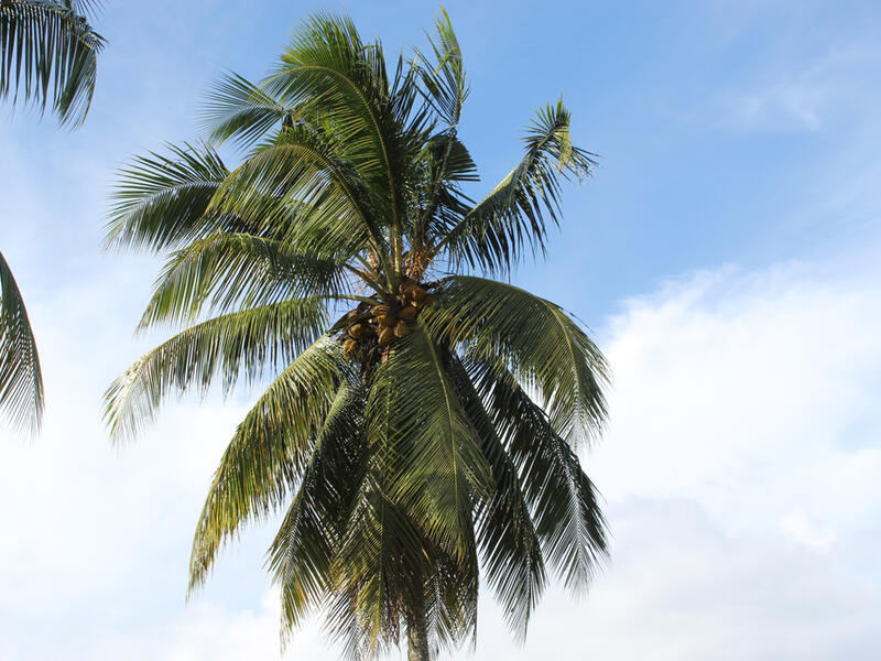 palm leaves