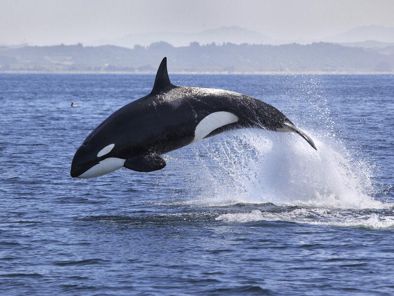 orca whale