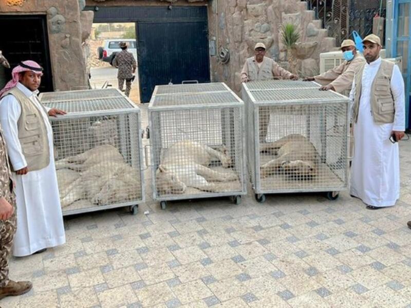ضبط 3 أسود في منزل سعودي .. وعقوبة صارمة في انتظاره