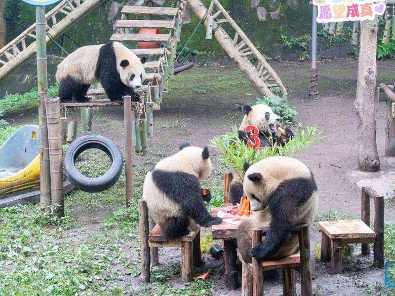A panda birthday party 