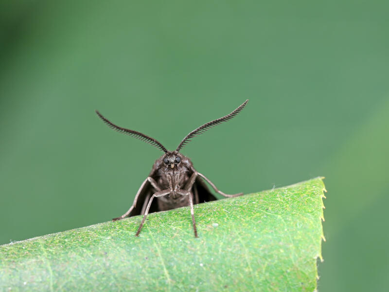 moth
