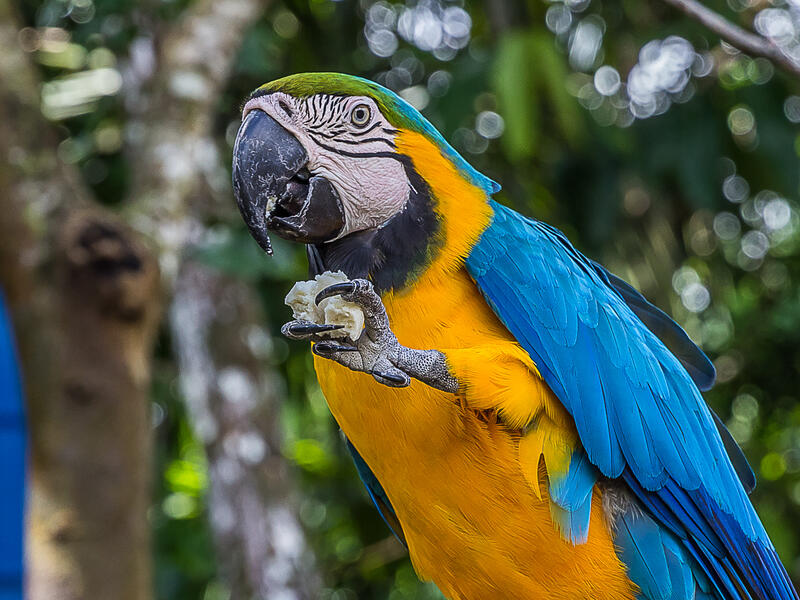 Macaw parrot 