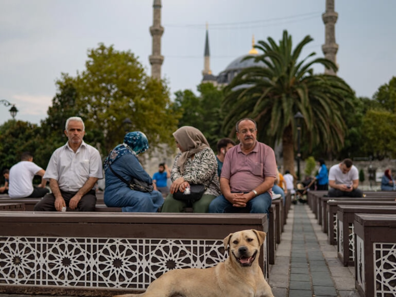 Dogs mingling among the people 