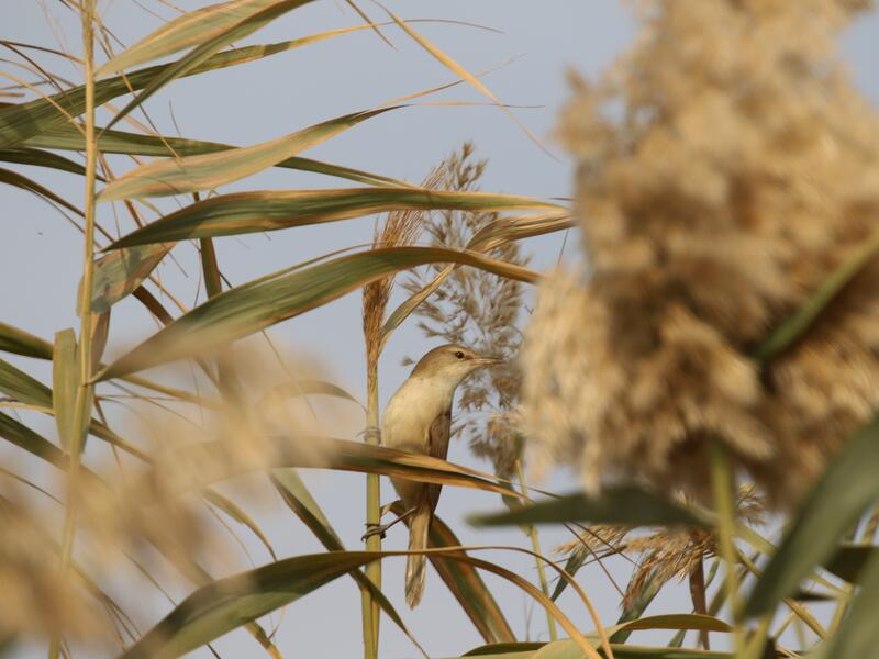 Marshlands in southeast Iraq