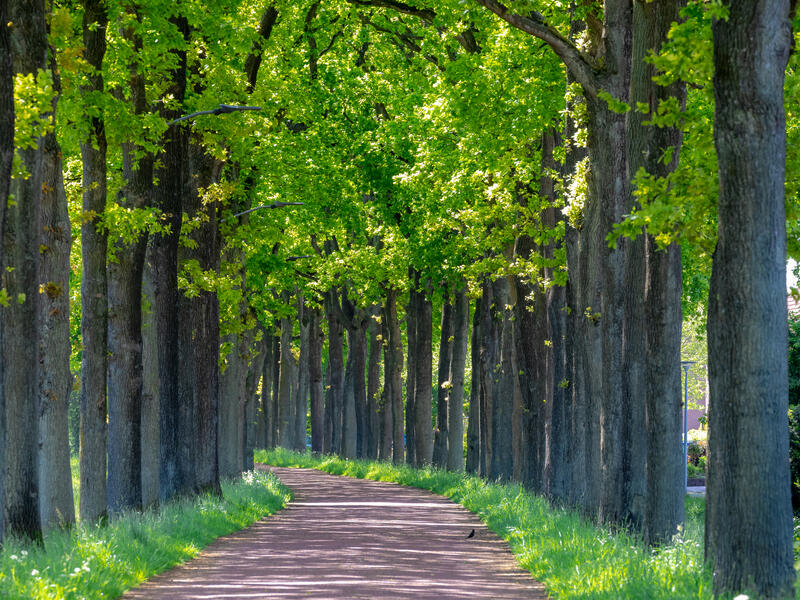Winding trees 