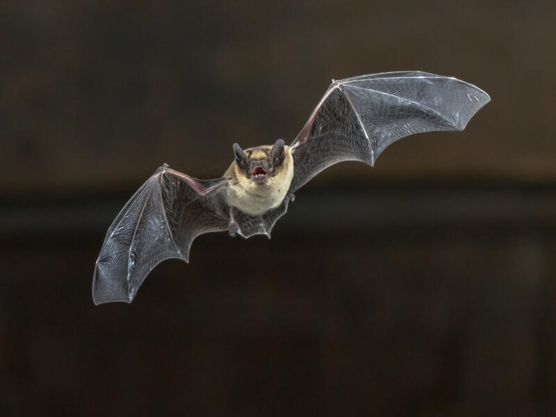 bat