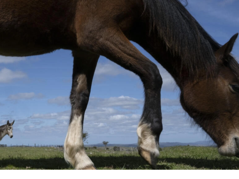 Horses in Uruguay