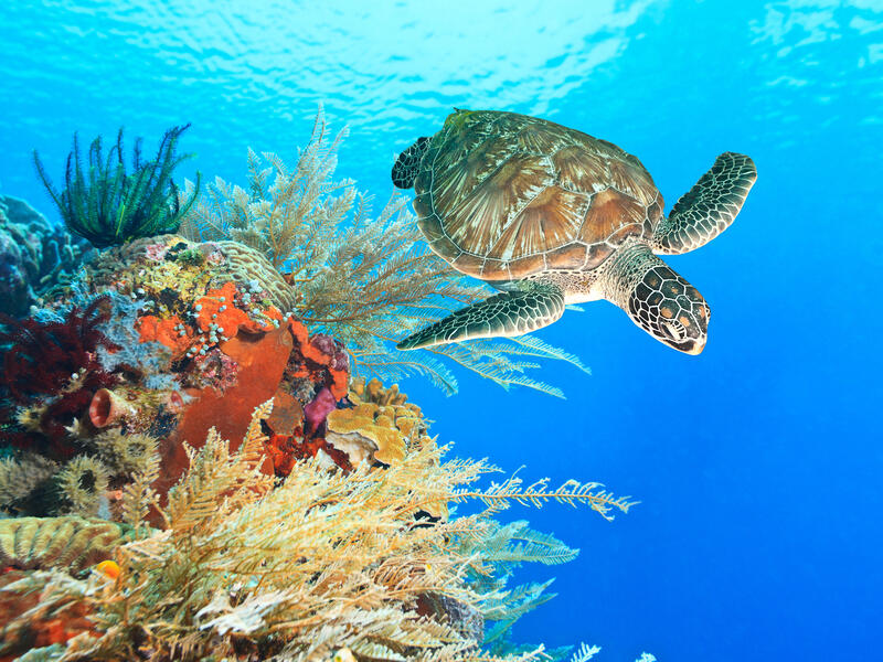 Turtle 