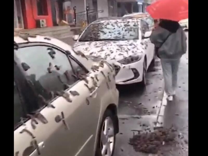 تساقط كميات ضخمة من الديدان في بكين غطت المركبات في الشوارع