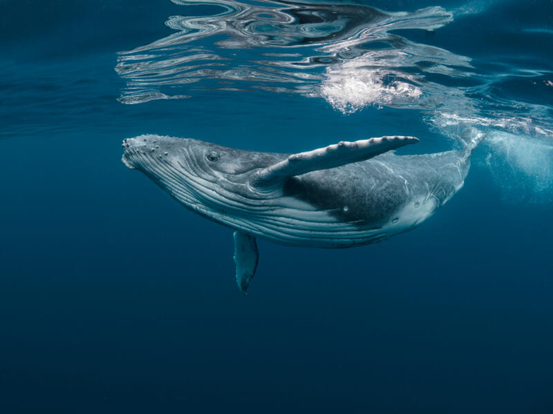 Drone footage shows massive whale 