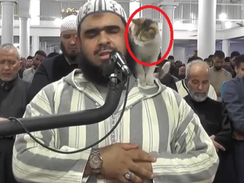 قطة تقتحم المحراب وتصعد على كتف الإمام