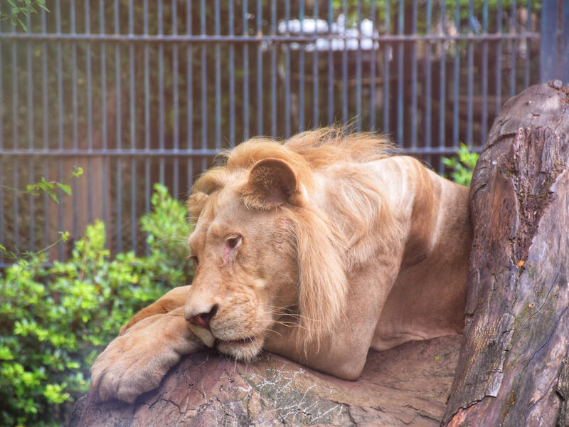 Sudan Animal Rescue Centre