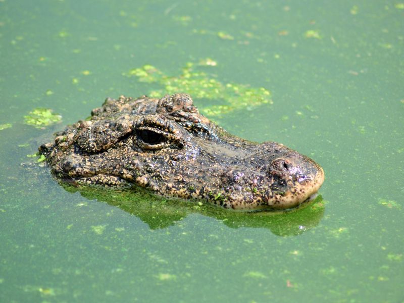 40 alligators eat, tear apart 72-years man