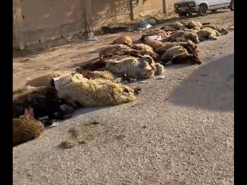 اغنام نافقة في حفر الباطن بالسعودية