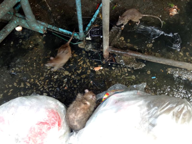 Rats 