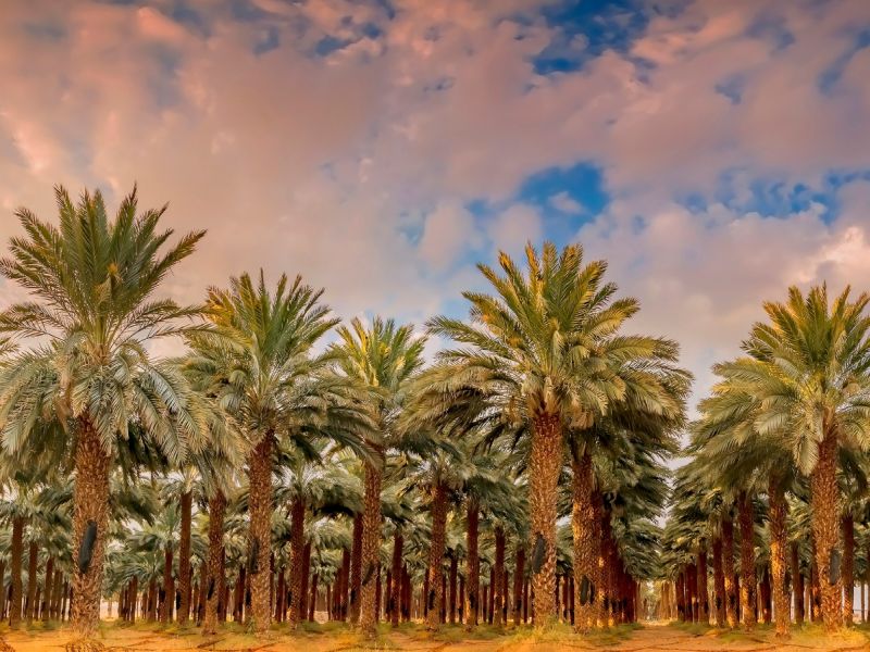 تفسير الحلم برؤية التمر وشجر النخيل في المنام