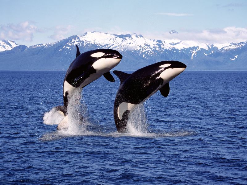 porpoises