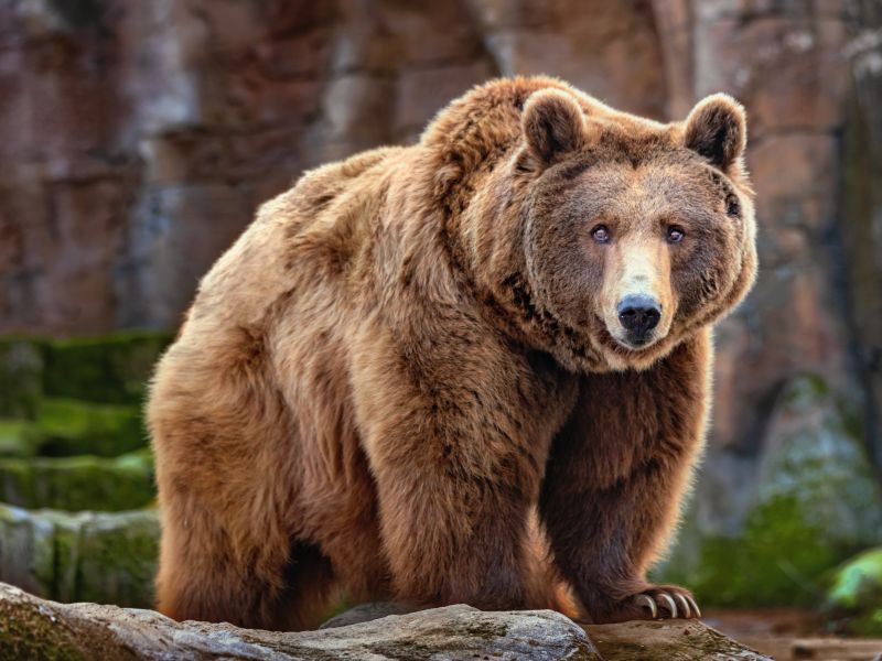 bear population
