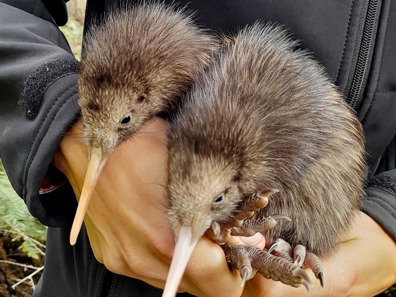 kiwi birds