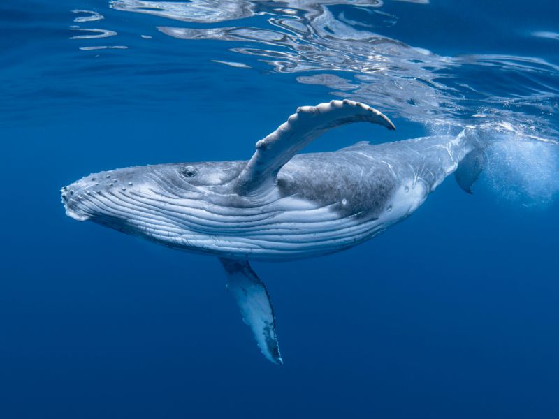 whales