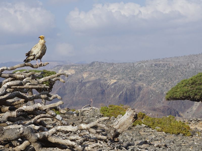 American troops in Socotra