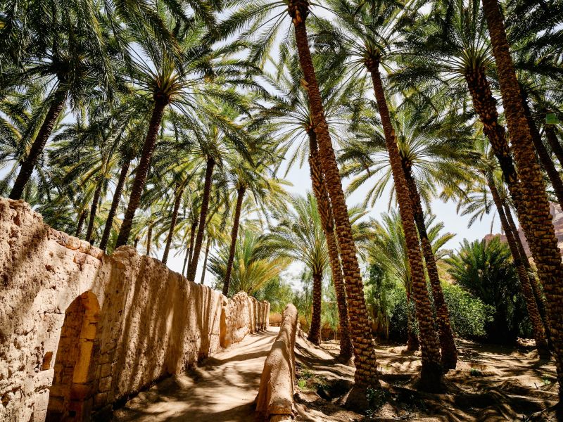 Date palms