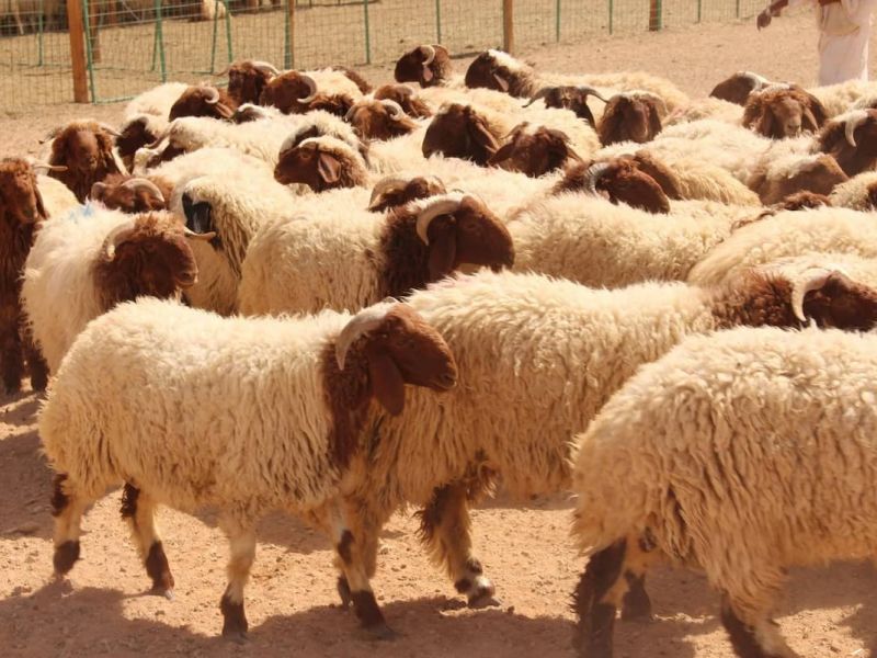  تعرف على أسعار الأضاحي من وزارة الزراعة