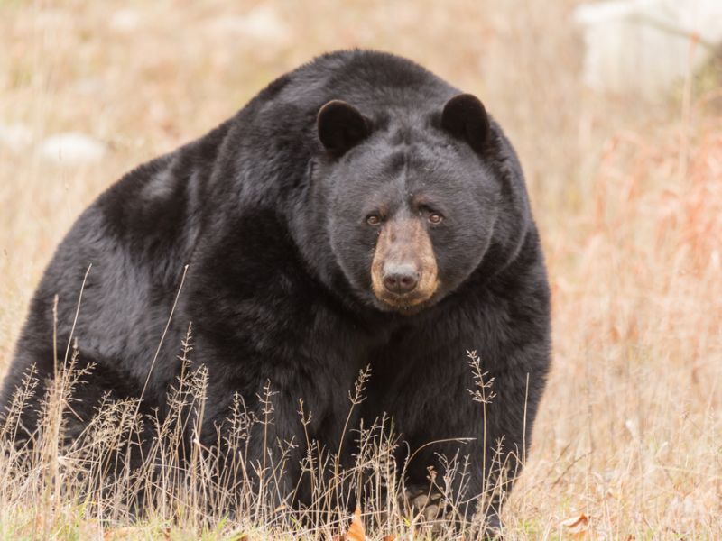 Black bear