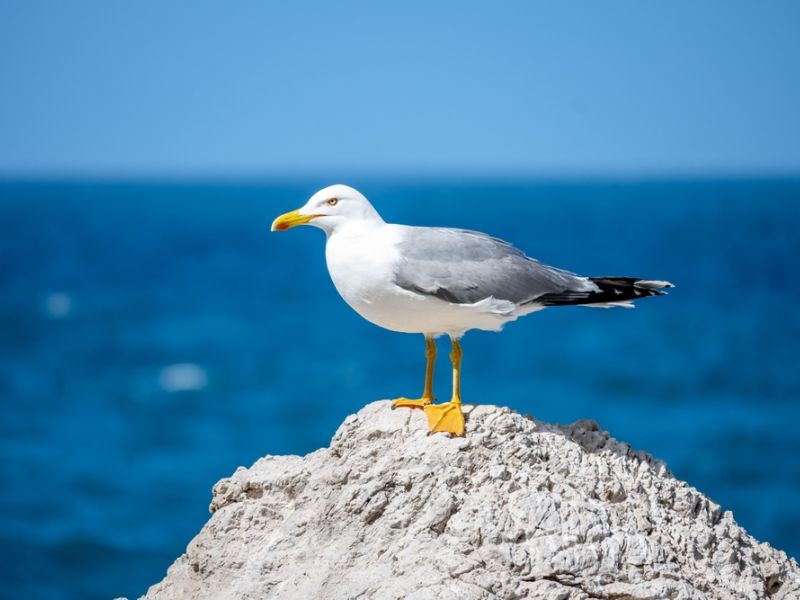 seagull