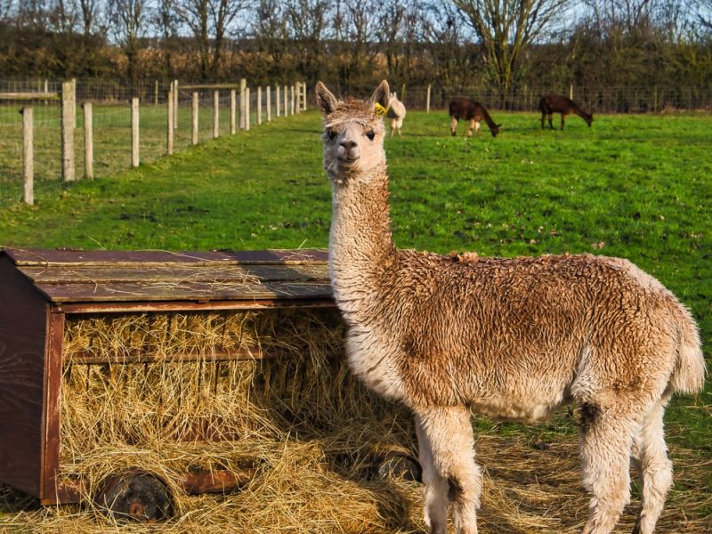 Llama