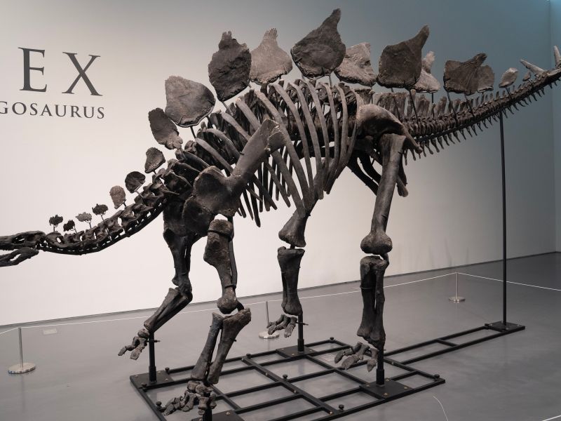 Apex, the largest stegosaurus fossil of a dinosaur, was sold for $44.6 million