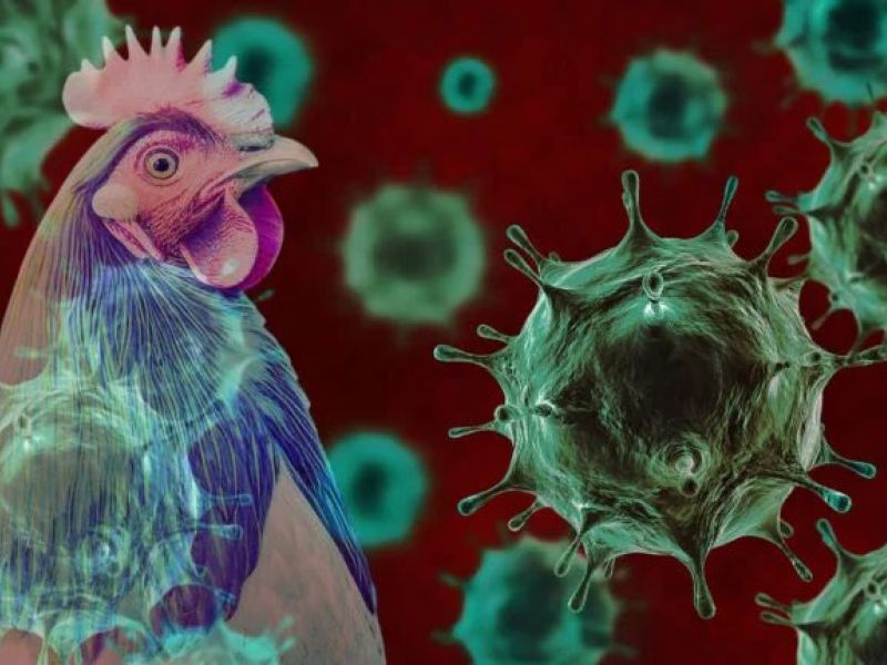 U.S. records 61 cases of Bird Flu