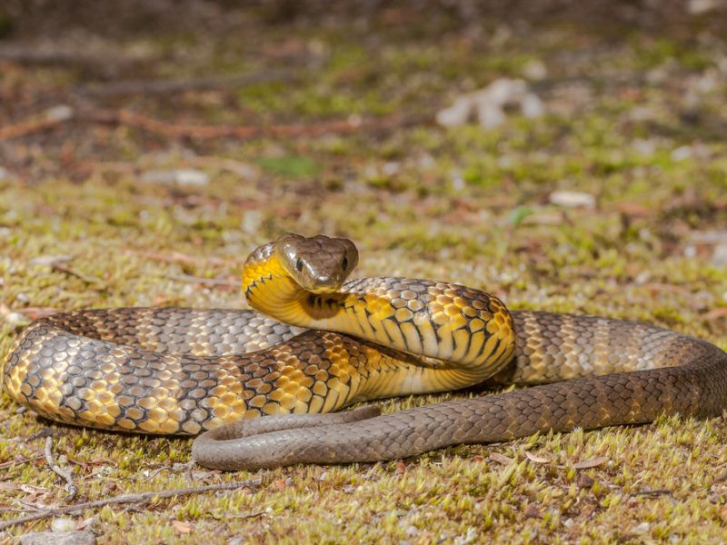 tiger snake